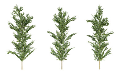 Green tree set on transparent background, landscape design, 3d render.