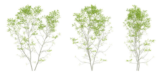 3d set of green birch tree on transparent background, png plants, landscape design.