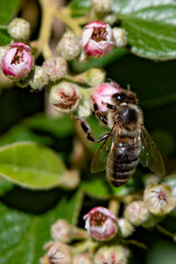 Abeille