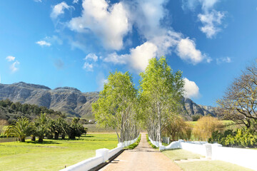 Spring beauty on a Stellenbosch wine farm