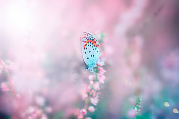 butterfly sitting on a heather flower