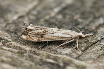 Closeup on a small crambid moth, Closeup shot of the Catoptria falsella sitting on wood