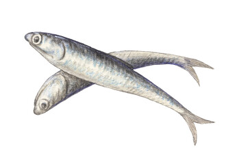 カタクチイワシ　水彩色鉛筆イラスト