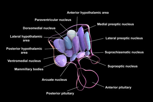 Hypothalamic nuclei, 3D illustration