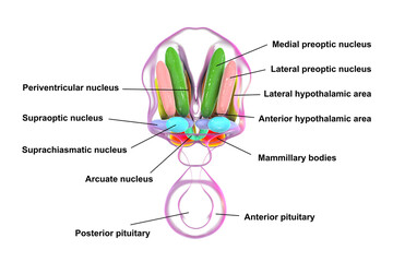 Obraz premium Hypothalamic nuclei, 3D illustration