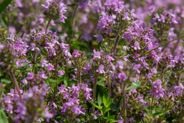 Fototapeta premium Blossoming fragrant Thymus serpyllum, Breckland wild thyme, creeping thyme, or elfin thyme close-up, macro photo. Beautiful food and medicinal plant in the field in the sunny day