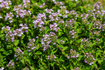 Blossoming fragrant Thymus serpyllum, Breckland wild thyme, creeping thyme, or elfin thyme close-up, macro photo. Beautiful food and medicinal plant in the field in the sunny day - obrazy, fototapety, plakaty