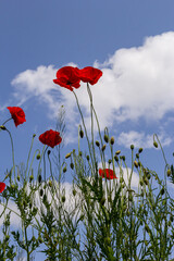Obraz premium Papaver rhoeas or common poppy, red poppy is an annual herbaceous flowering plant in the poppy family, Papaveraceae, with red petals