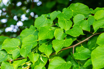 Fototapeta na wymiar Tilia cordata leaves and fruits growing on tree branches