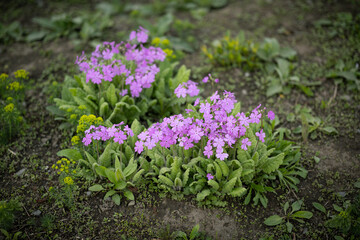 Obraz premium Pink flowers of siebold primrose. Selective focus.