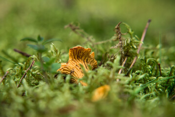 CHANTERELLES - Tasty mushrooms grow hidden in the moss
