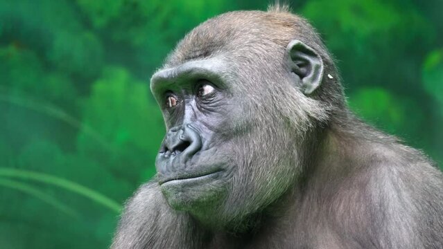 Close-up an adult gorilla looks around against the backdrop of an artificial jungle. Animal protection concept