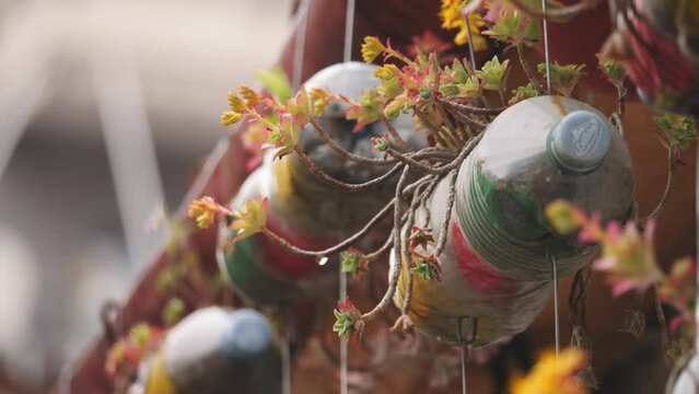 Hanging Succulent pots Upcycled with Plastic Bottles, Close Up 
