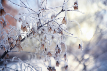 Winter landscape. Trees and plants covered with snow. The beauty of snow covered paths. Snowfall and cooling in tourist areas.