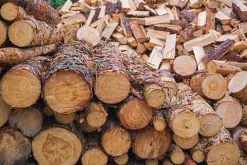 Fototapeta premium Log pine trunks or sanitary felling of forests, the idea of logging wood for heating houses