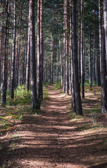 Vertical frame of a path in a pine forest, an idea about walks in the forest or forest bathing