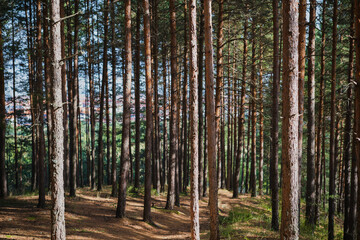 Obraz premium Paths in the pine forest, recovery and relaxation, walks in the forest or forest baths