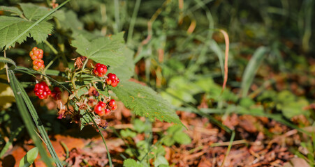 Wild berries, close-up, gifts of nature, restoration of health and relaxation in the forest