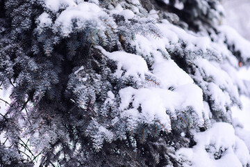 The forest is covered with snow. Frost and snowfall in the park. Winter snowy frosty landscape.