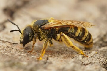 Closeup on a female Great banded furrow bee, Halictus scabiosae posing on a piece of wood