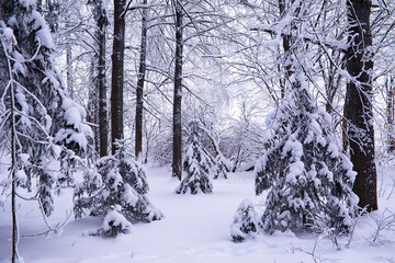 The forest is covered with snow. Frost and snowfall in the park. Winter snowy frosty landscape.