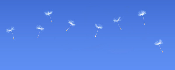 Flying Dandelion Seeds In The Sky