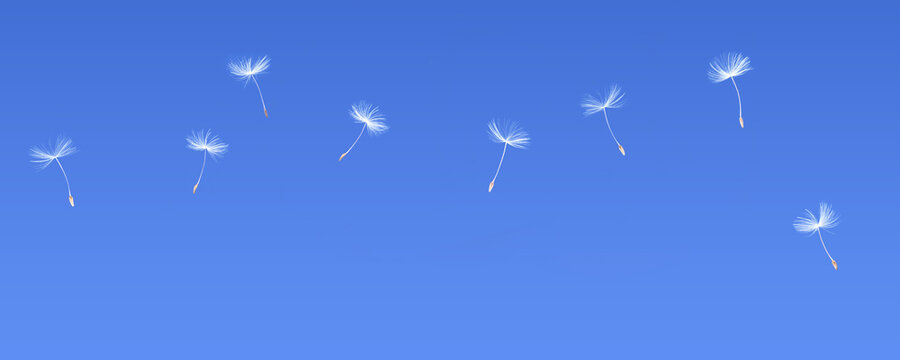 Flying Dandelion Seeds In The Sky