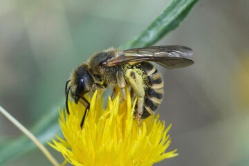Closeup on a mediterranean female great banded furrow bee, Halictus scabiosae on a Yellow starthistle