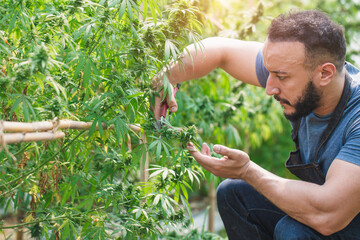 Farmer trims marijuana leaves in greenhouse Genius concept working with cannabis plant Agriculture...