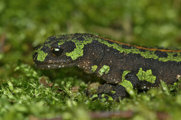 Closeup on the colorful endangered green European marbled newt, Triturus marmoratus sitting on moss