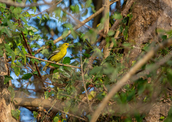 Aegithina Tiphia ; The common iora is a small passerine bird, some designated subspecies, found in the tropical Indian subcontinent and Southeast Asia.
