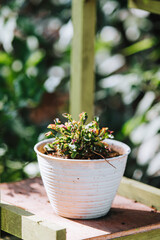 Schlumbergera plant on the white pot with bokeh background