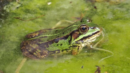 Wild Green Frog In Pond Close Up