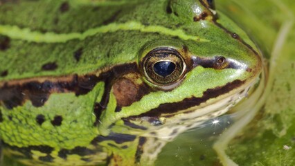 Wild Green Frog In Pond Close Up
