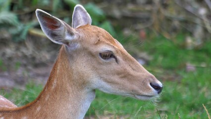 Wild Fallow Deer Herd Pasturing on Green Meadow