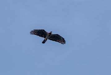 Jerdon basa is a species of bird of prey from the sparrowhawk family. It is found in Southeast...