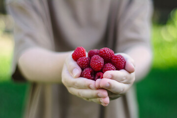 Fresh raspberries in children's hands