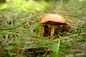One mushroom against the backdrop of grass in the forest