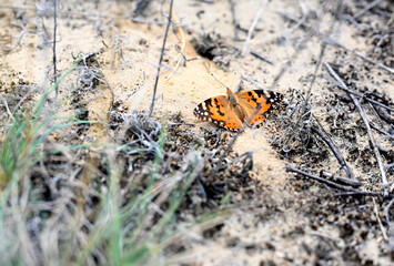 The painted lady butterfly is resting on sandy, dry soil