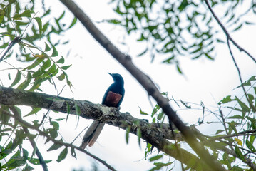 The greater cuckoo, or crow pheasant, is a large non-parasitic member of the cuckoo order,...