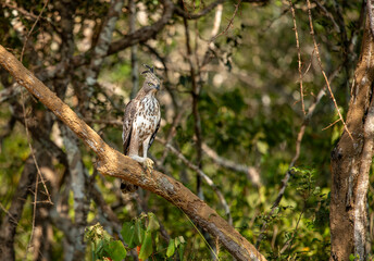 Changeable hawk-eagle or crested hawk-eagle (Nisaetus cirrhatus) is a bird of prey species of the family Accipitridae. Breed in the Indian subcontinent, mainly in India and Sri Lanka.