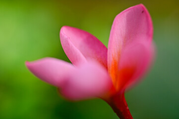 Close up of Red Frangipani or Plumeria Rubra flower in bloom, India.