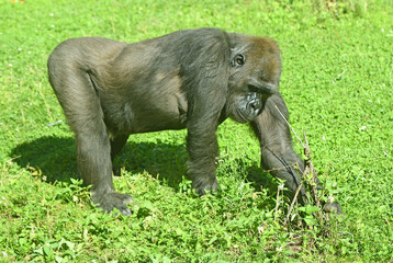 Western lowland gorilla (Gorilla gorilla) on green grass (focus on face)