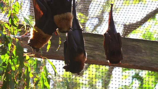 Close up shot of native Australian bat species, little red flying fox, pteropus scapulatus roosting and hanging upside down in captivity in daylight in an enclosed environment in wildlife sanctuary.