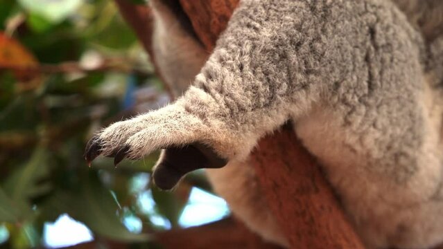 Close up shot of a cute koala, phascolarctos cinereus feet hanging off the tree, details of its fluffy grey fur and claws, native Australian wildlife animal species.