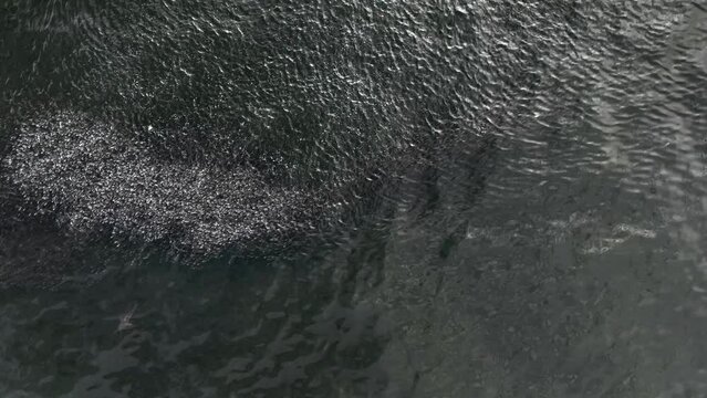 A top down view of a school of fish in the waters of the Atlantic Ocean, by Rockaway Beach in NY. The camera is tilted down and is stationary as the fishes swim with a shark and a seagull flies by.