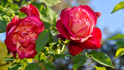 Beautiful red rose blooms in the garden