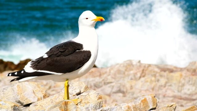 Single Cape gull on rocky coastline with waves crashing behind, telephoto