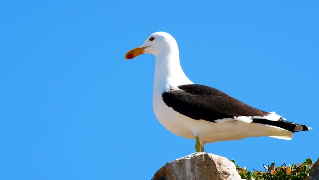 Kelp gull sits on rock on coastline, telephoto view against blue sky