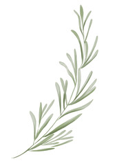 Watercolor floral elements. Watercolor rosemary branch